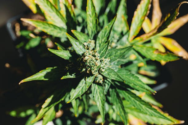 насіння коноплі від hohlandseeds